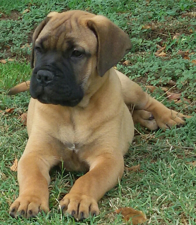 Mr. Fred - Bullmastiff Maschio 80 Giorni