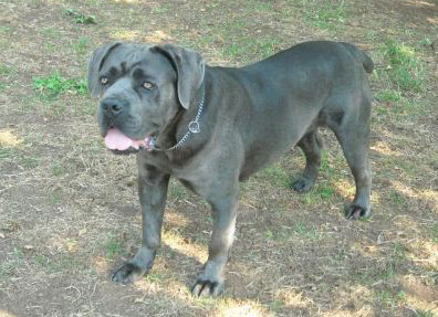 NIRVANA ALLEVANMENTO CANE CORSO DI PAIANELLO