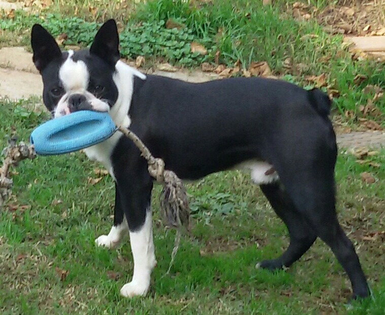 Barney - Boston Terrier Maschio