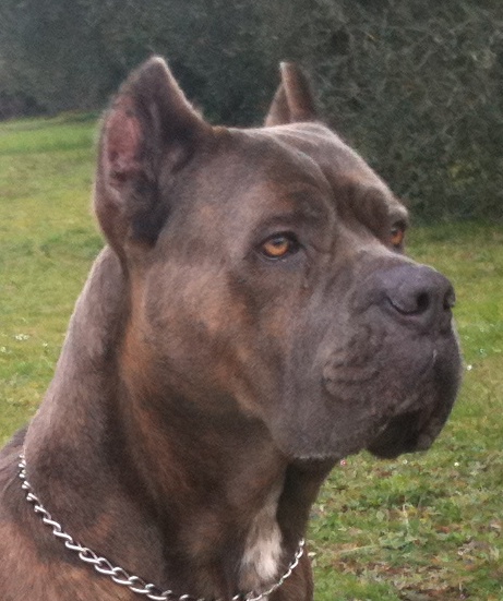 cane corso Bosley particolare testa 1