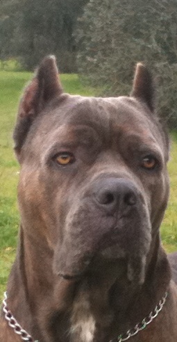 cane corso Bosley particolare testa 2