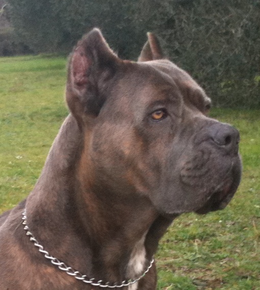 cane corso Bosley particolare testa 3