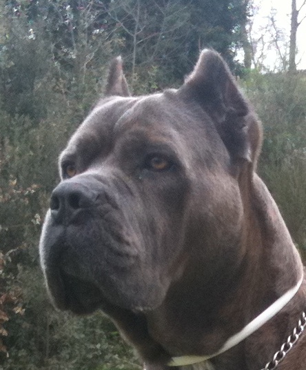 cane corso Bosley particolare testa 4