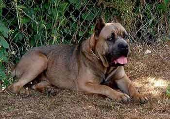 CANE CORSO NOME DOLLY