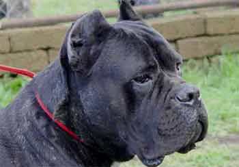 CANE CORSO NOME EPIRO