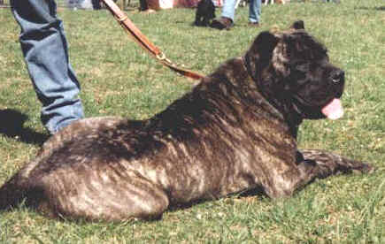 cane corso italiano di paianello allevamento roma 