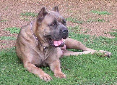 Dolly ALLEVANMENTO CANE CORSO DI PAIANELLO