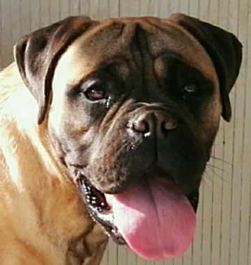 Bullmastiff Femmina - Dory