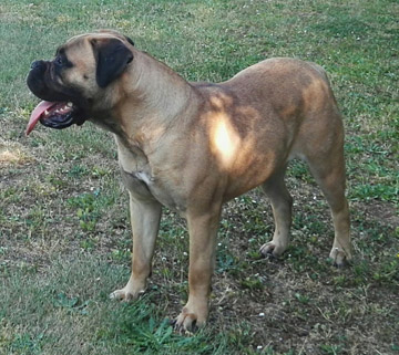 Bullmastiff Femmina - Dory