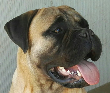 Bullmastiff Femmina - Dory