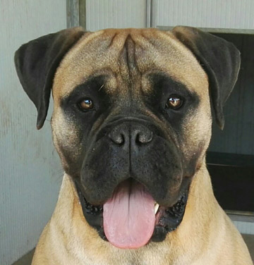 Bullmastiff Femmina - Dory