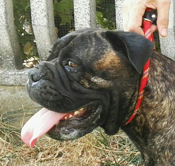 Bullmastiff Femmina - Emily Rose