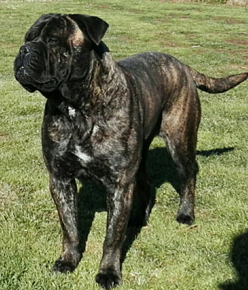 Bullmastiff Femmina - Emily Rose