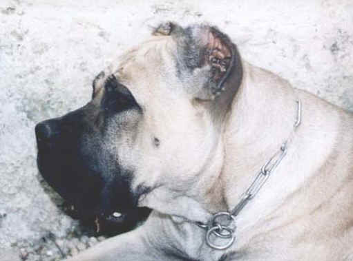 cane corso italiano di paianello allevamento roma 