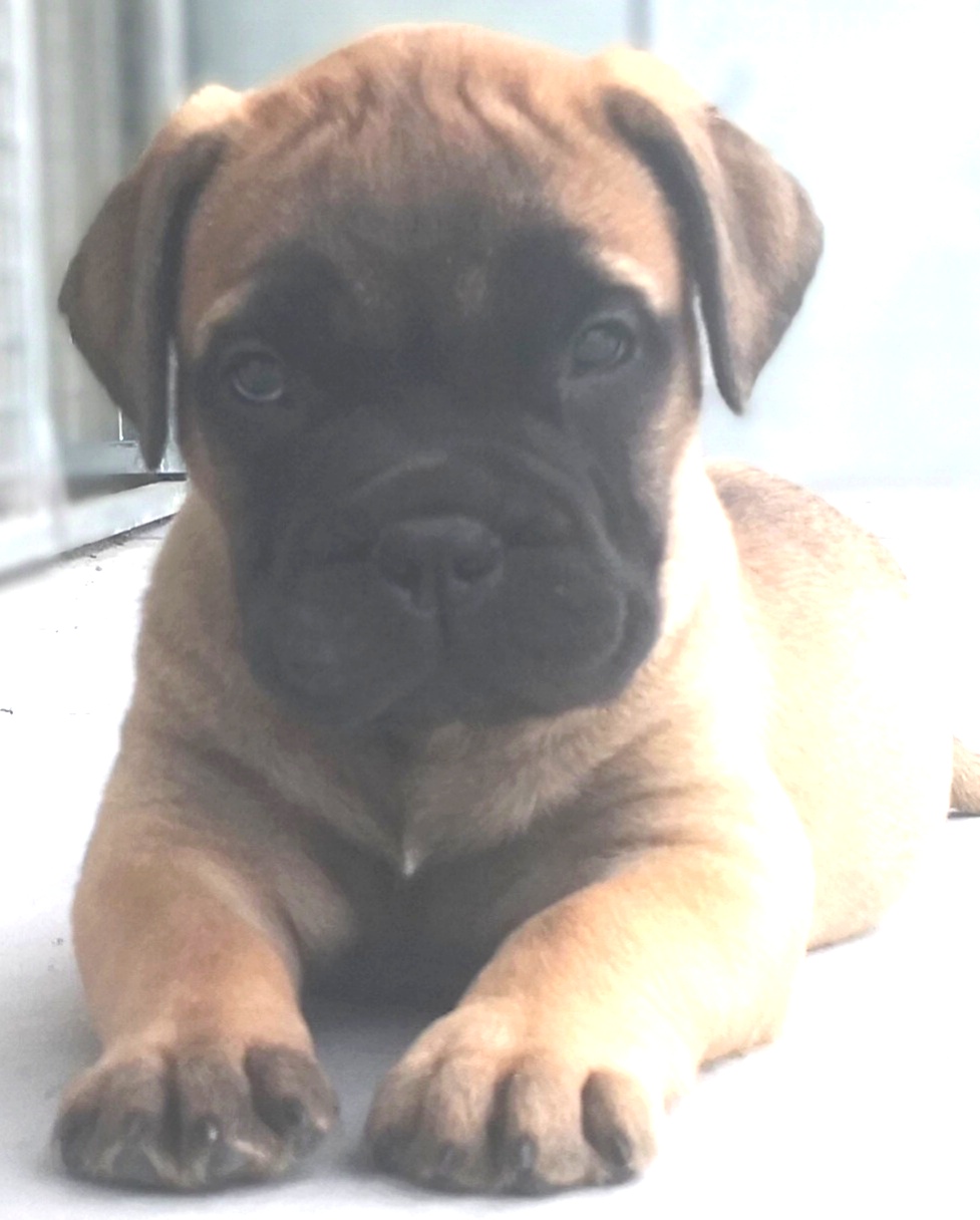 Cucciolo Bullmastiff