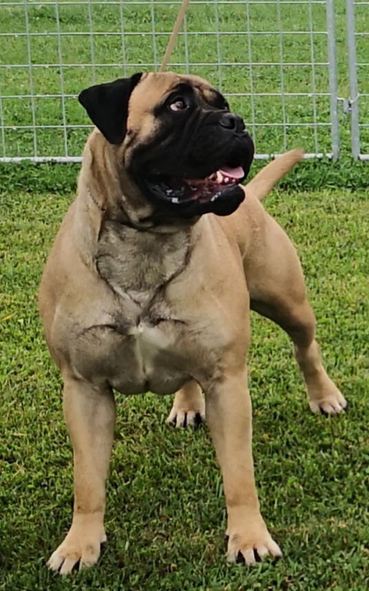 bulmastiff femmine - Ilithyia