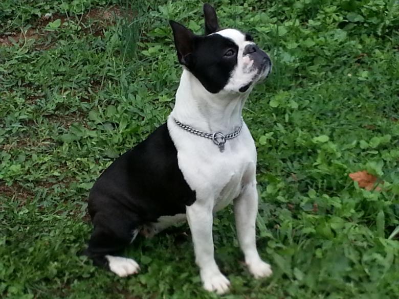 Meggie - boston terrier - femmina