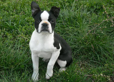 Boston Terrier Femmina Miss