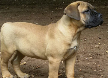 Mr. Fred - Bullmastiff Maschio 80 Giorni