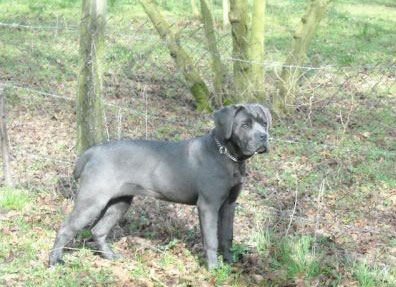 Cane Corso Italiano Femmina Nirvana