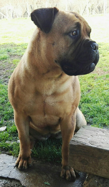 Bullmastiff Femmina - Penny