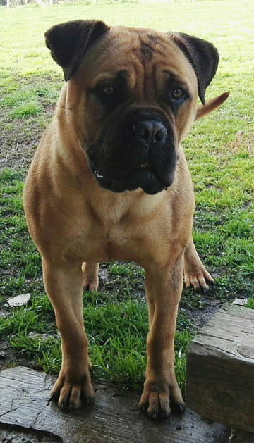 Bullmastiff Femmina - Penny