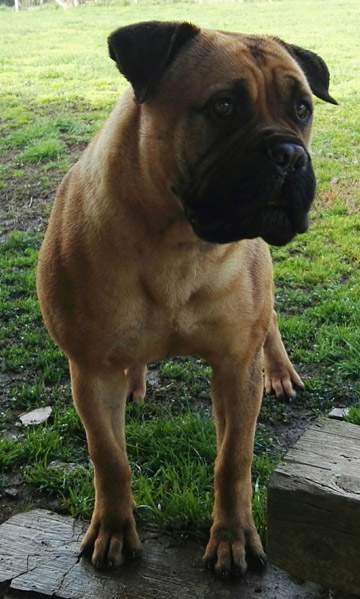 Bullmastiff Femmina - Penny