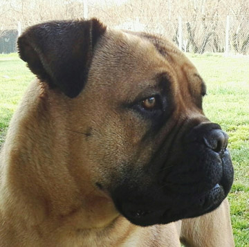 Bullmastiff Femmina - Penny