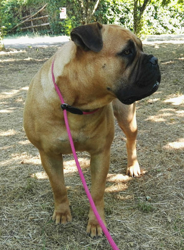 Bullmastiff Femmina - Penny