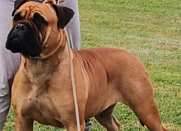 Bullmastiff - Femmine - Penny