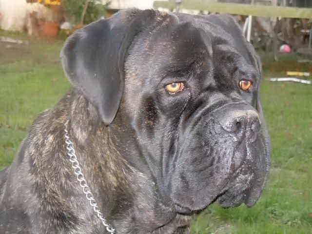 CANE CORSO NOME REGINALDO HDB ED0