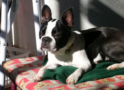 Boston Terrier Siria