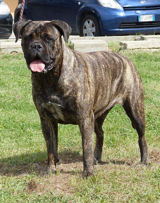 Bullmastiff Tigrato Femmina - Wilma a 14 mesi