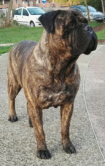 Bullmastiff Tigrato Femmina - Wilma