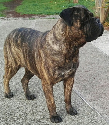 Bullmastiff Tigrato Femmina - Wilma