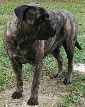 Bullmastiff Tigrato Femmina - Wilma