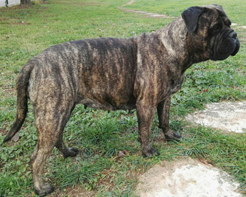 Bullmastiff Tigrato Femmina - Wilma