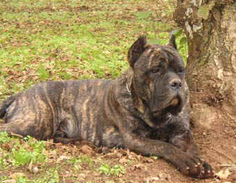 cane corso italiano di paianello allevamento roma 