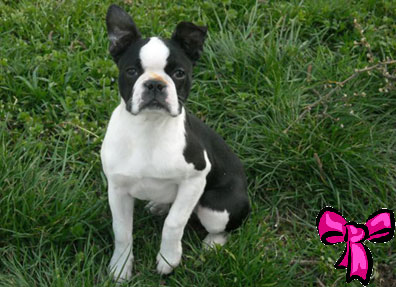 boston terrier - femmina