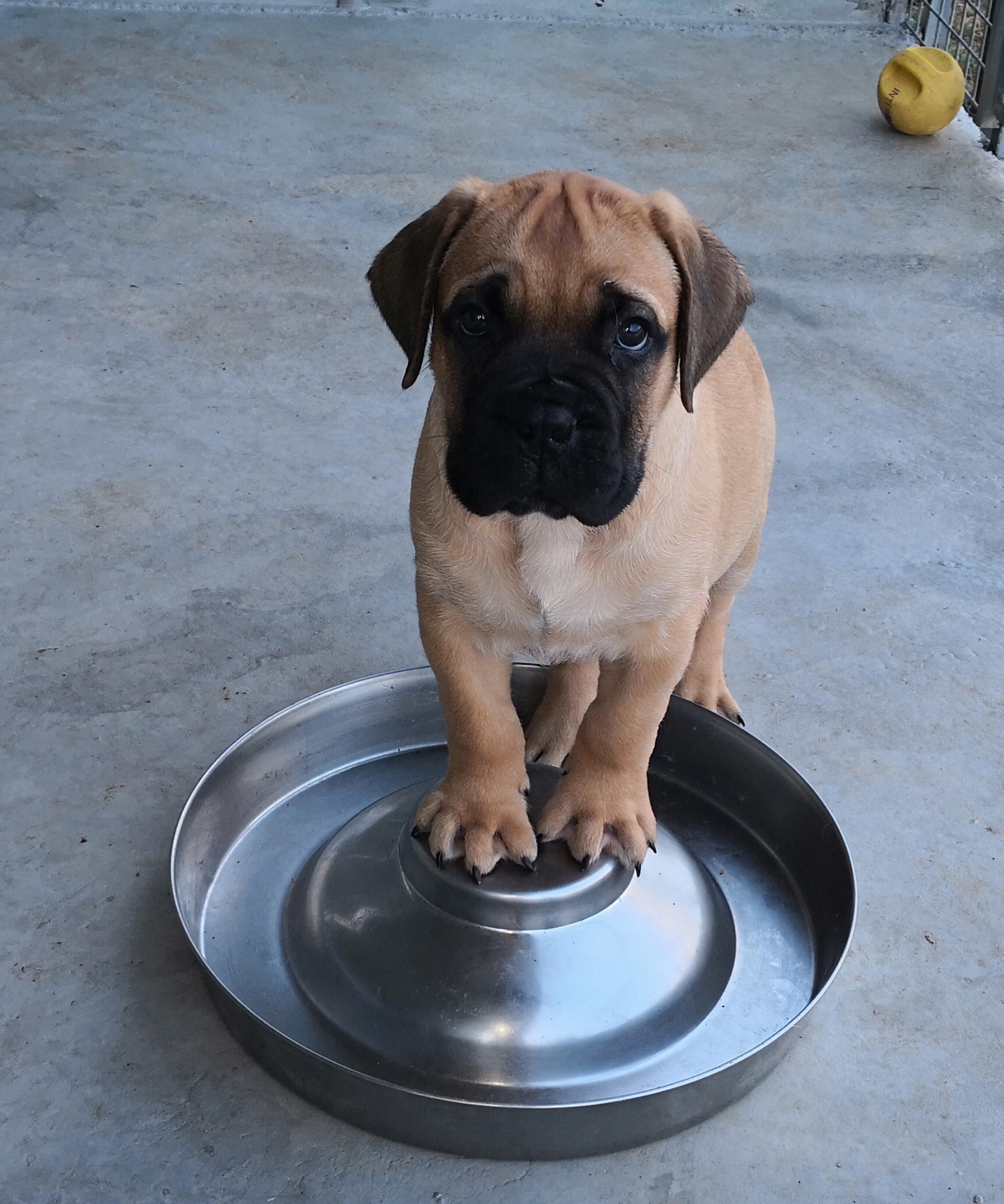 Cucciolo Bullmastiff