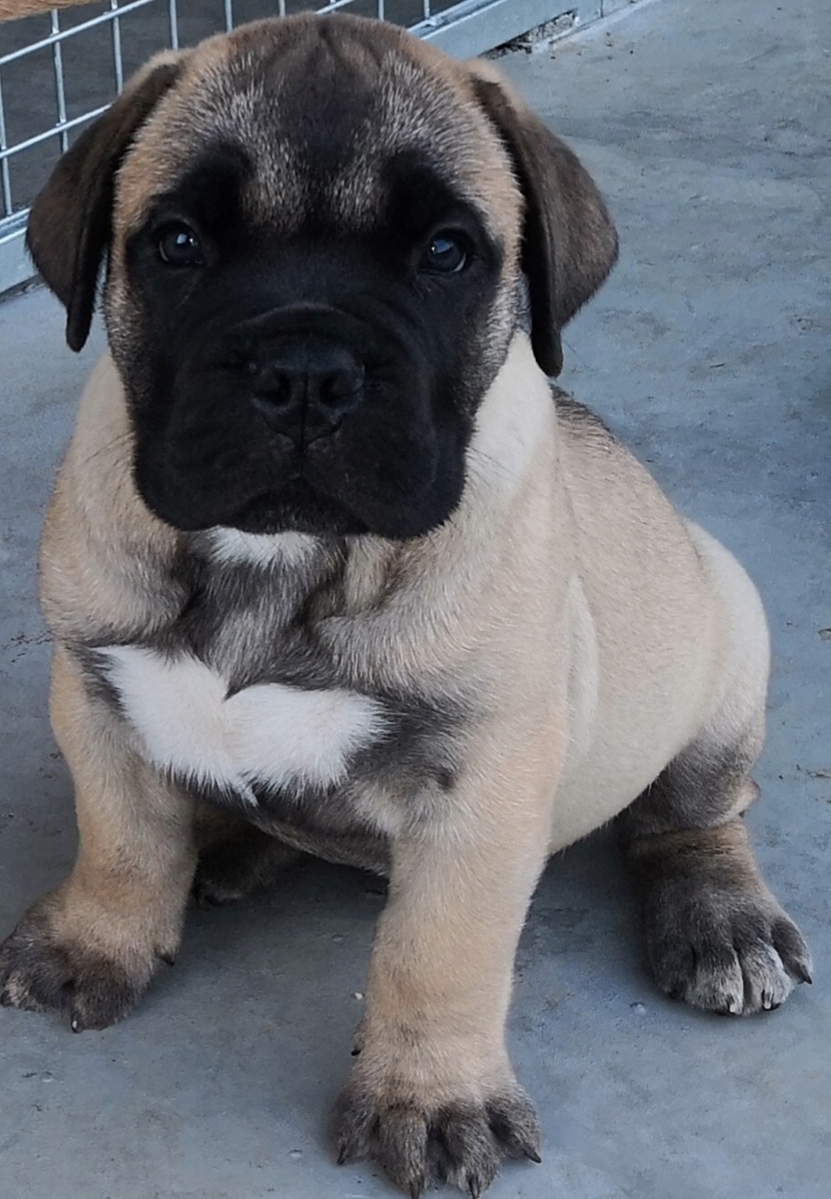 Cucciolo Bullmastiff