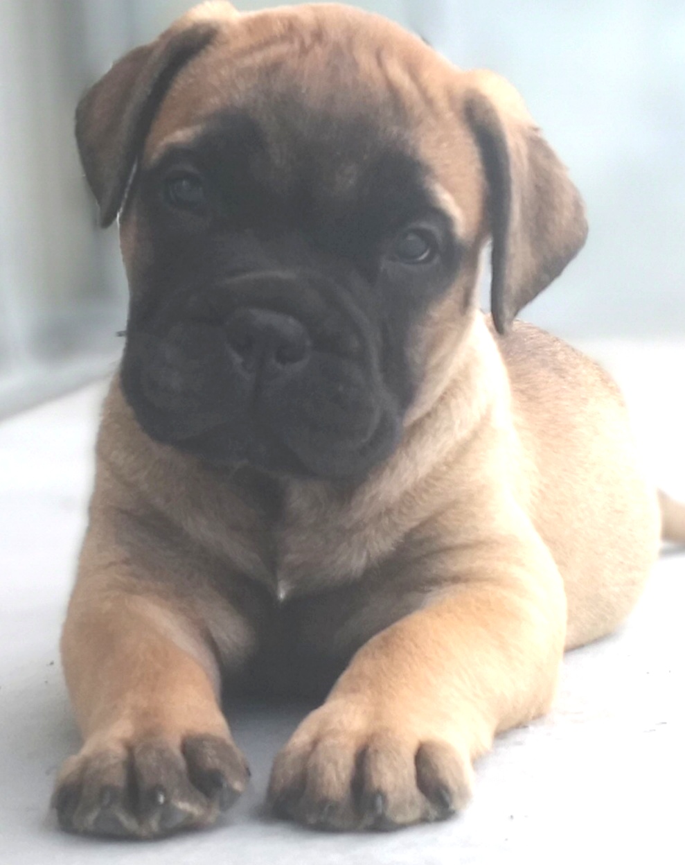 Cucciolo Bullmastiff