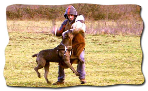 CANE CORSO DI PAIANELLO IN GARA