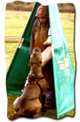 CANE CORSO DI PAIANELLO IN GARA