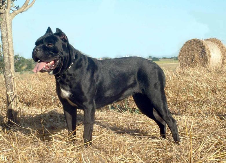 cane corso italiano di paianello allevamento roma 